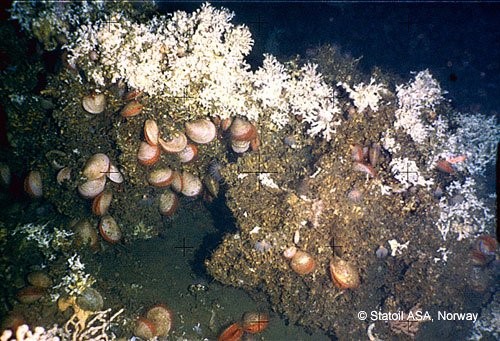 Tallrike Acesta excavata blant Lophelia pertusa på Haltenpiperevkolonien. Foto: Statoil ASA, Norge (2005)