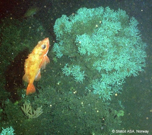 A redfish browsing on an L pertusa colony in the “Haltenpipe reef”. Photo: Statoil ASA, Norway (2005)