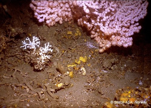 Colonies of Paragorgia arborea and L pertusa amidst crushed coral on the Haltenpipe reef. Photo: Statoil ASA, Norway (2005)