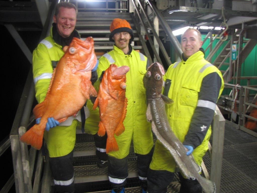 Redfish and cusk caught in 300 metres of water from the Heidrun platform. Photo: Asgeir Alvestad